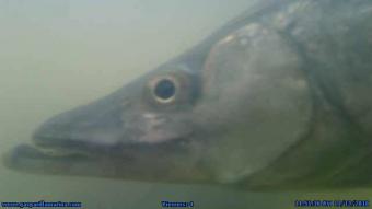 Placida webcam - Placida Underwater Fish webcam, Florida, Charlotte