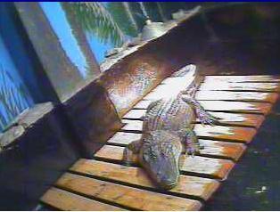 Alexandria Bay webcam - Aquazoo Alligator Tank webcam, New York, Jefferson County
