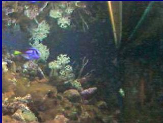 Alexandria Bay webcam - Aquazoo Coral Reef Tank webcam, New York, Jefferson County