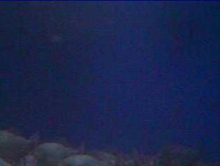 Alexandria Bay webcam - Aquazoo Piranha Tank webcam, New York, Jefferson County