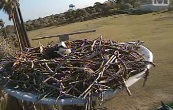 Dunedin webcam - Dunedin Osprey webcam, Florida, Pinellas County