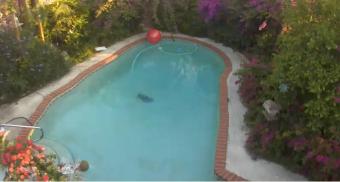 Sarasota webcam - Sarasota Swimming Dogs webcam, Florida, Sarasota County