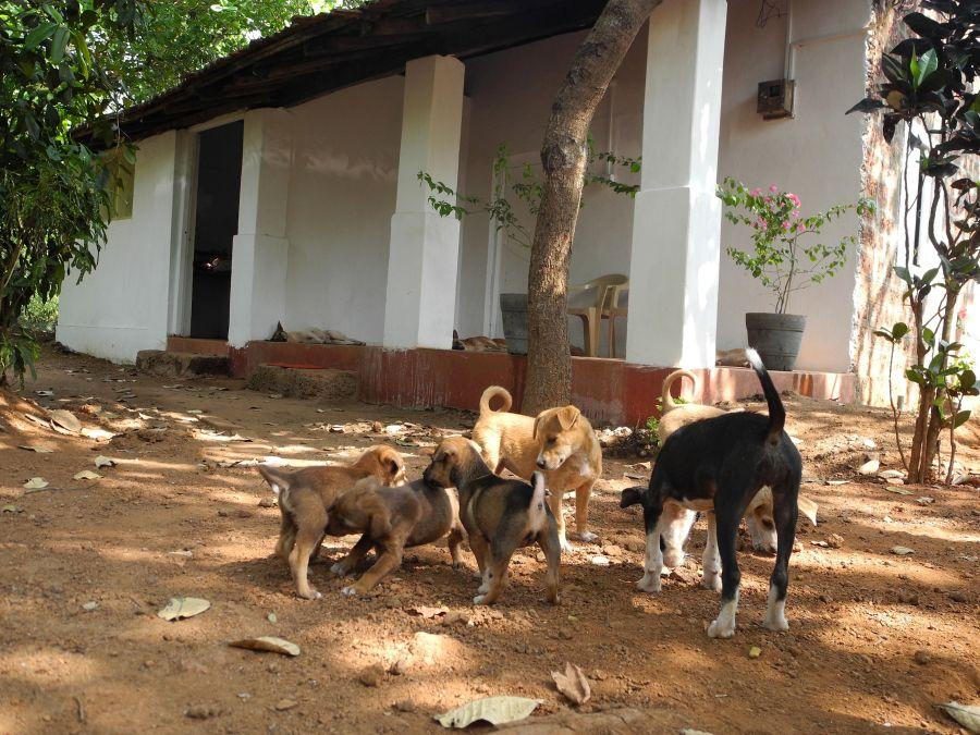 Animal Shelter Agonda in Agonda, Canacona, India | Veterinarian | Full  Details