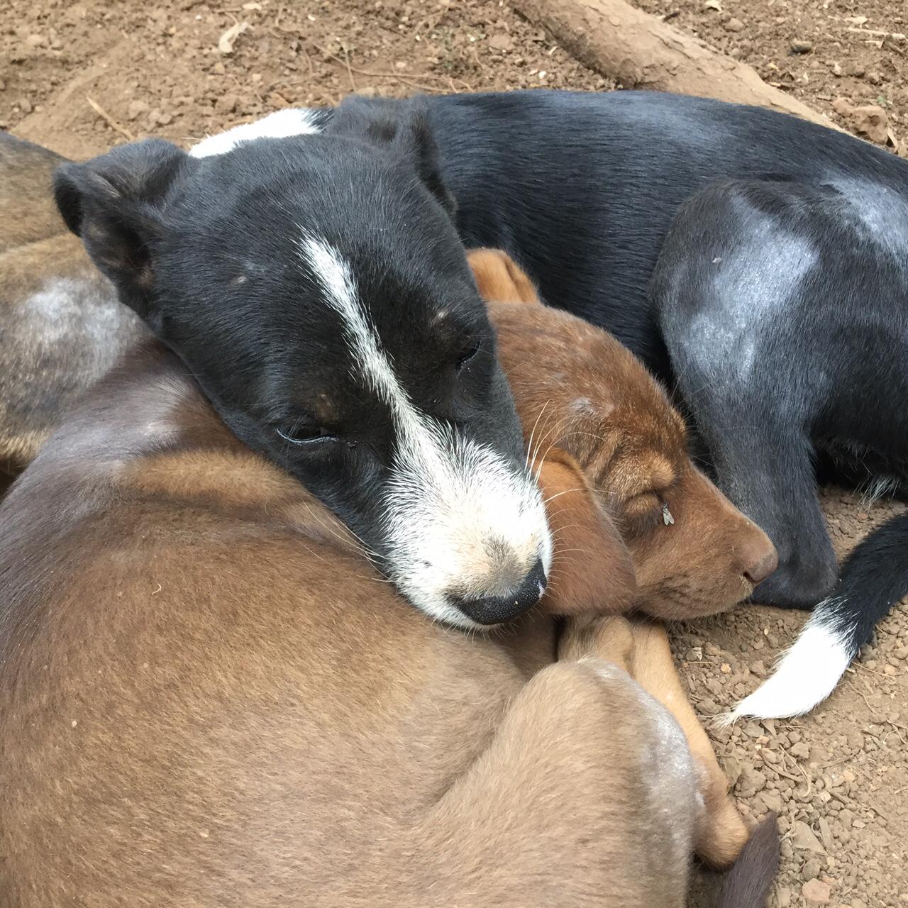 Animal Shelter Agonda in Agonda, Canacona, India | Veterinarian | Full  Details