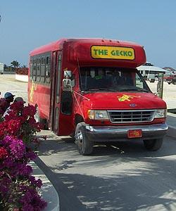 gecko bus tours