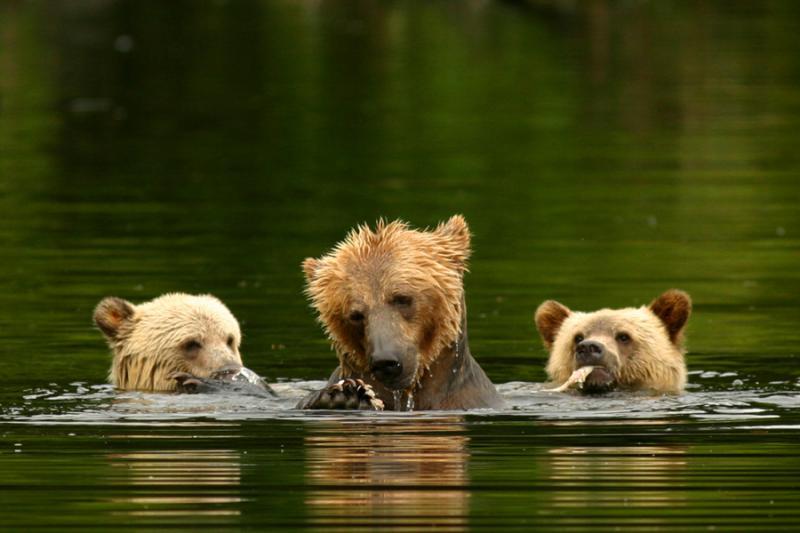 Knight Inlet Lodge Grizzly Bear Watching Tours in Knight Inlet