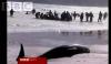 Tragedy of 55 Whales beached in Kommetjie, Cape Town, South Africa
