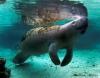 Manatee Connection