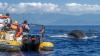 Azores Whale Watching TERRA AZUL