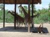 The Gladys Porter Zoo