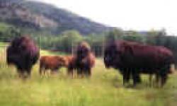 Let at forstå afdeling Bermad Trophy Mountain Buffalo Ranch in Clearwater, Thompson-Nicola Regional  District, Canada | Game Lodge | Ranch | Full Details