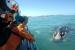 Dyer Island Cruises - Whale Watch SA 