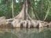 Mangrove Tours in Drake Bay 