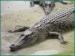 Paignton Zoo Crocodile Feeding Experience