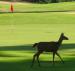 Deer Run Golf Course & Resort