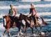 Horses On The Beach