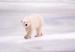 Hallo Bay Bear Camp Polar Bear Adventure