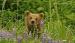 Alaska Homestead Lodge Bear Viewing