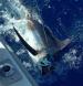 Kona Deep Sea Fishing Marlin Charters