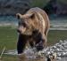 Grizzly Bear Viewing Tours