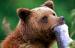 Tweedsmuir Park Lodge Grizzly Bear Tours