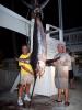 Catchalottafish Swordfishing Charters