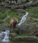 Alaskan Tour Guides Bear Viewing Trips