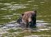 Bella Coola Grizzly Tours