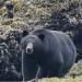 The Prince Rupert Grizzly Bear Tour