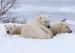 Churchill Polar Bear Tours