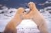 Polar Bear Tours