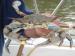 Maryland Blue Crab Charters