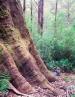 Warburton Habitat Tree