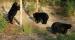 Observation de l’ours noir